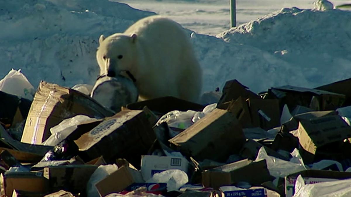 Polar Peril