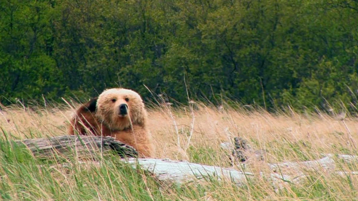 Alaska: Katmai Coast