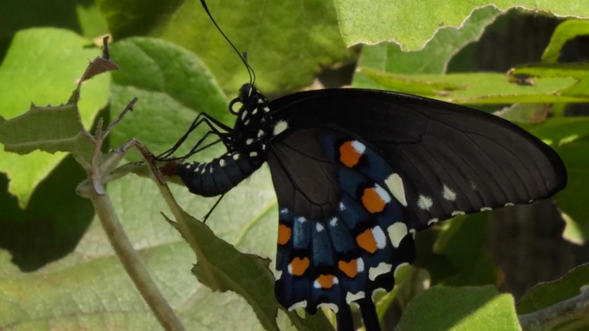 Butterflies – Bringing Butterflies Home