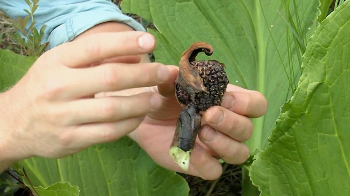 Mountain Bogs – Threatened Heritage