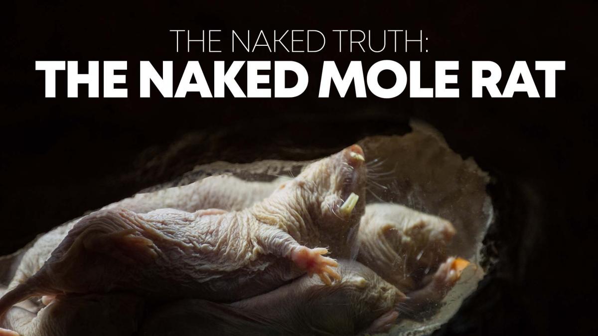 The Naked Truth: The Naked Mole Rat