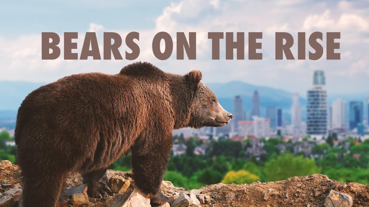 Bears on the rise