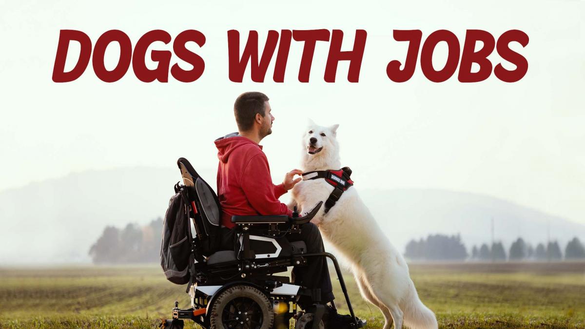 Dogs with Jobs