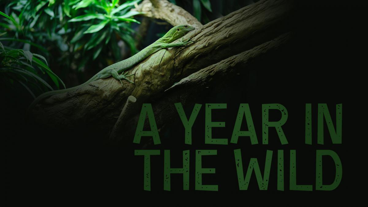A Year in the Wild