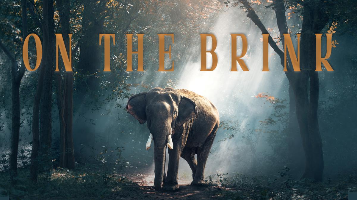 On the Brink