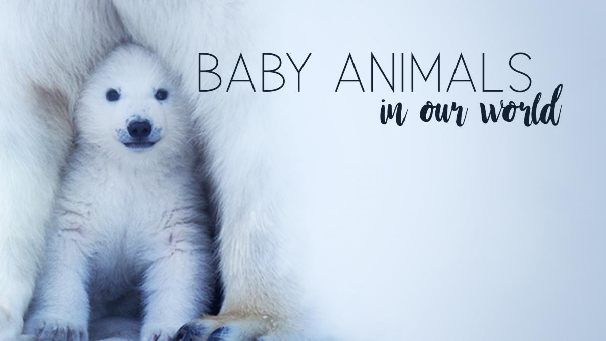Baby Animals in Our World