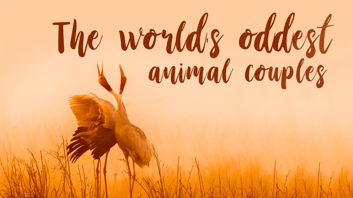 Animal Odd Couples