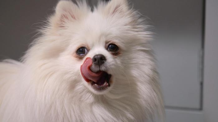 Paul O'Grady: For the Love of Dogs