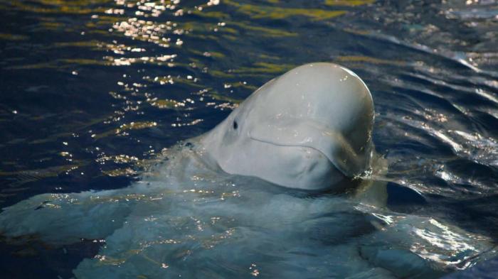 The Great Whale Rescue