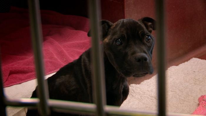 Paul O'Grady: For the Love of Dogs