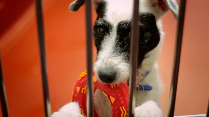 Paul O'Grady: For the Love of Dogs
